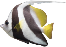 Butterfly Fish In Maui