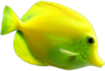 Yellow Scuba Fish In Maui 2
