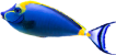 Maui Blue Fish