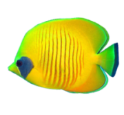 Yellow Butterfly Fish In Maui
