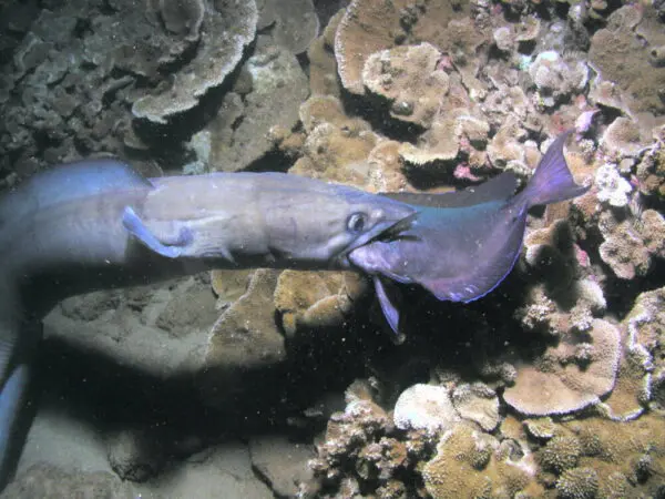 Maui Scuba Diving with Conger Eel