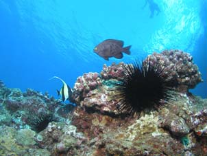 Spiny Sea Urchin In Maui