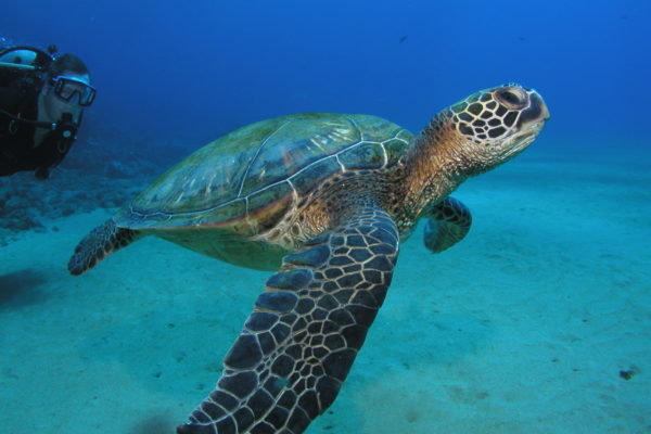 Turtle Dive in Maui