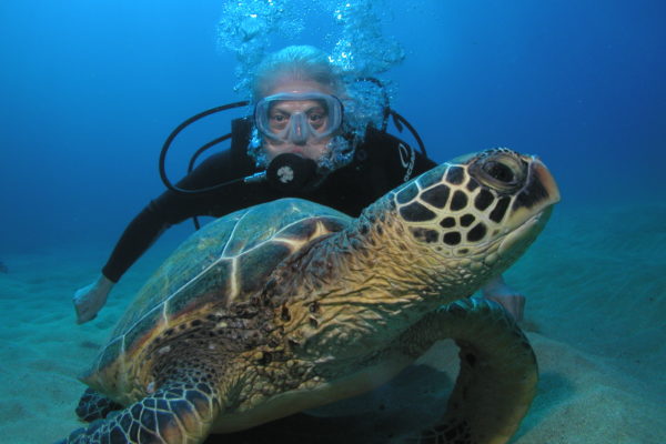 Dive With Turtles in Maui