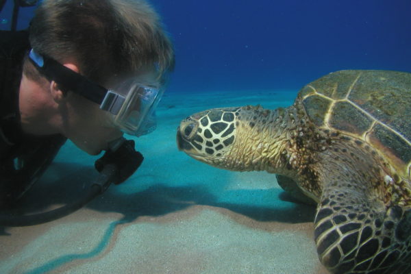 Maui Turtle Dive