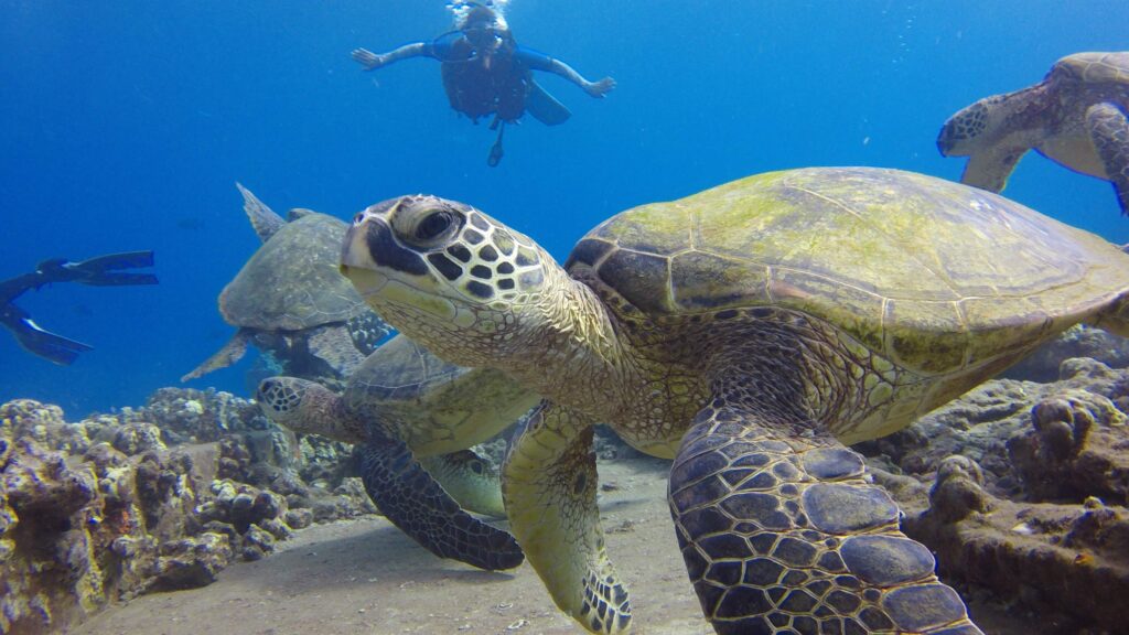 Lahaina Dive Shop in Maui Kaanapali Close to all hotels